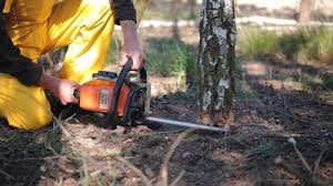 Best Emergency Tree Removal  in Brownsboro, TX