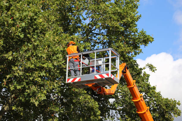 Best Fruit Tree Pruning  in Brownsboro, TX