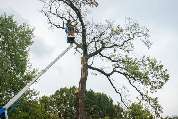 Best Tree Trimming and Pruning  in Brownsboro, TX