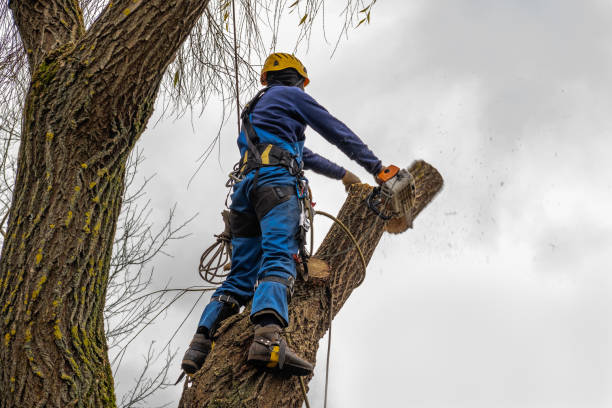 Best Tree Disease Treatment  in Brownsboro, TX