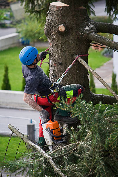 Why Choose Our Tree Removal Services in Brownsboro, TX?