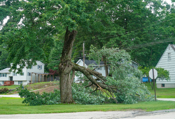 Best Leaf Removal Services  in Brownsboro, TX