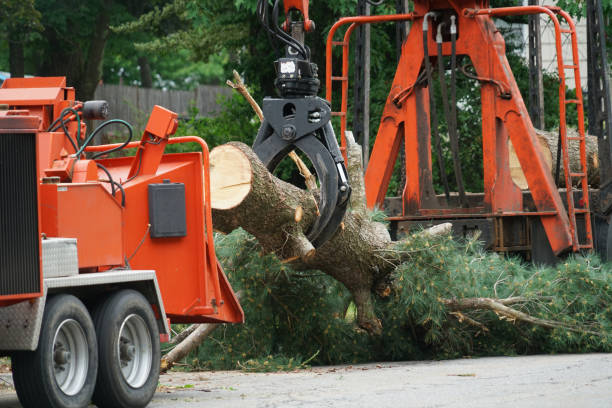 Best Tree Removal Service  in Brownsboro, TX