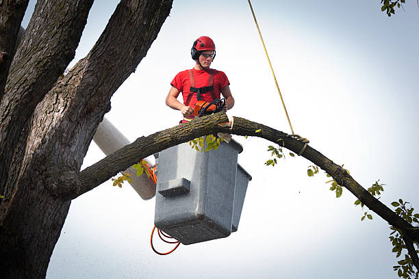 Best Tree Preservation Services  in Brownsboro, TX